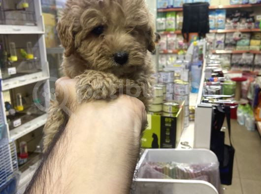 Maltipoo Oyuncu Sevimli Yavrular görsel